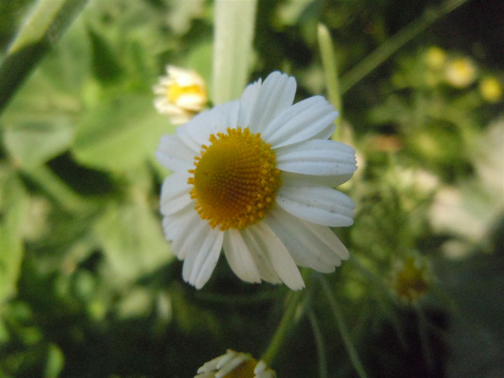 Tripleurospermum inodorum / Camomilla senza odore